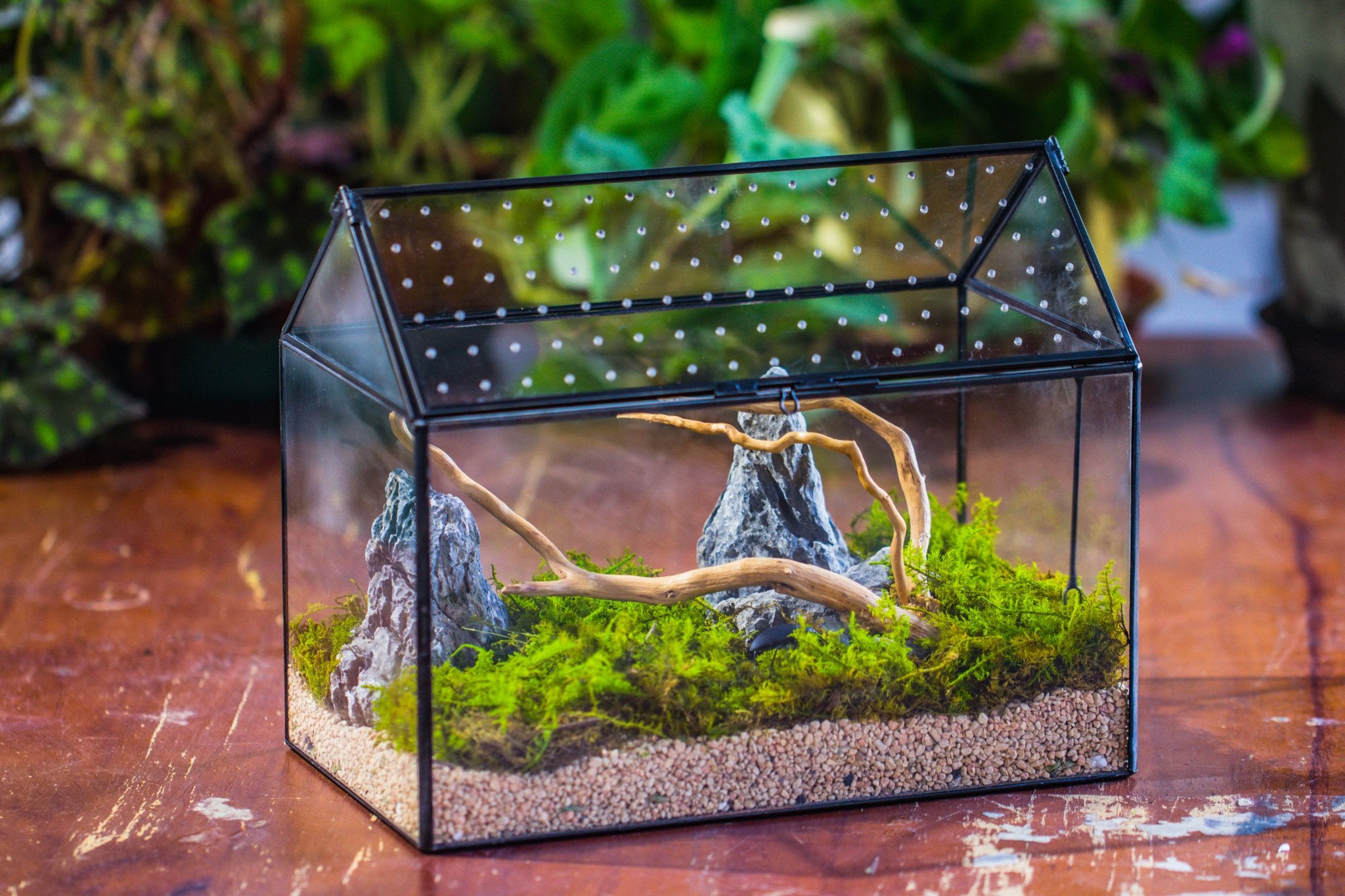 Handmade Close House shaped Glass Terrarium Enclosure With Acrylic Me handmade-close-house-shaped-glass-terrarium-enclosure-with-acrylic-me
